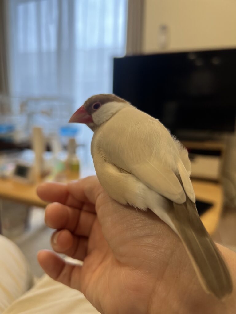 小鳥のペットシッター中