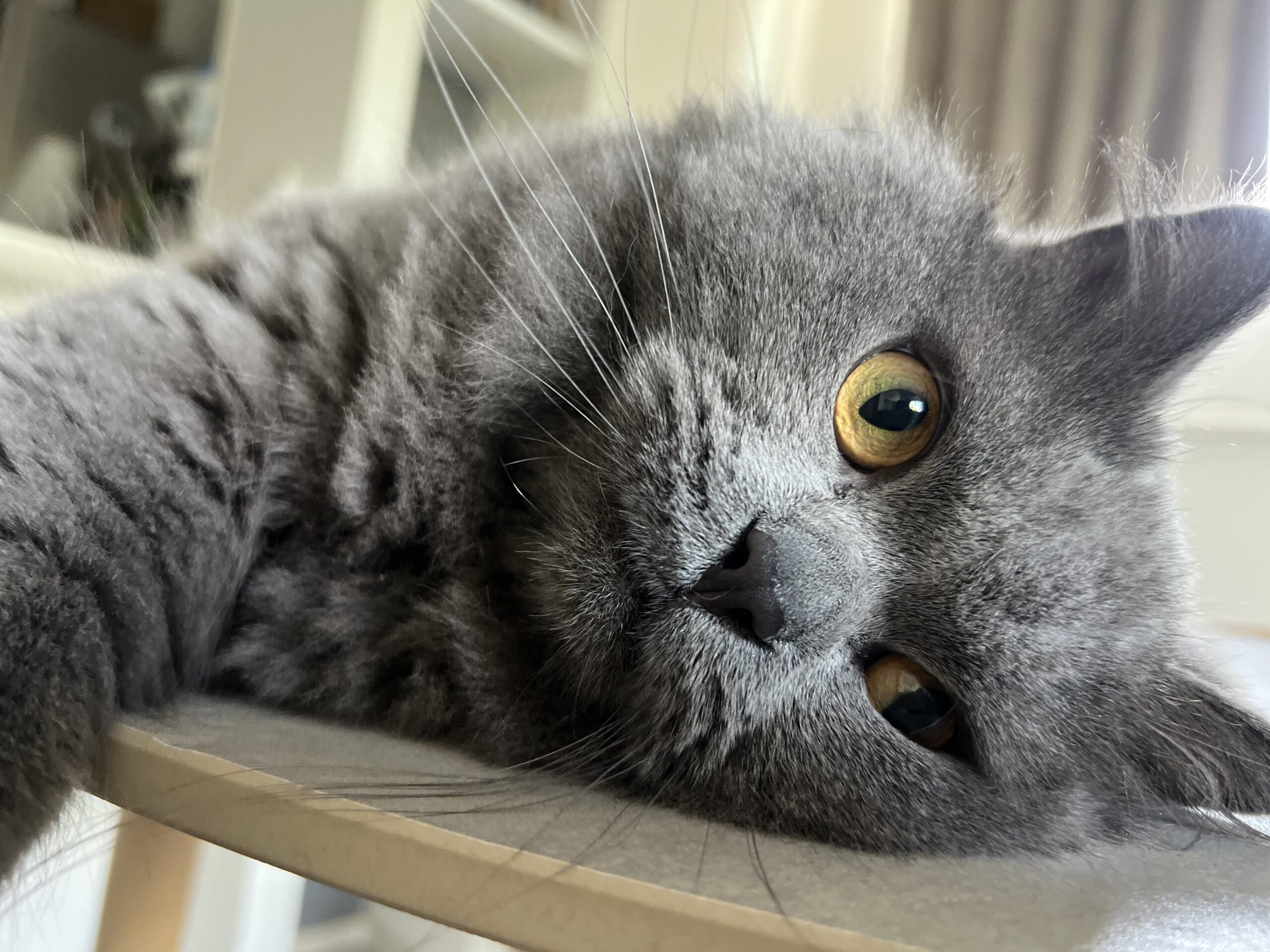 猫のシッティングの様子