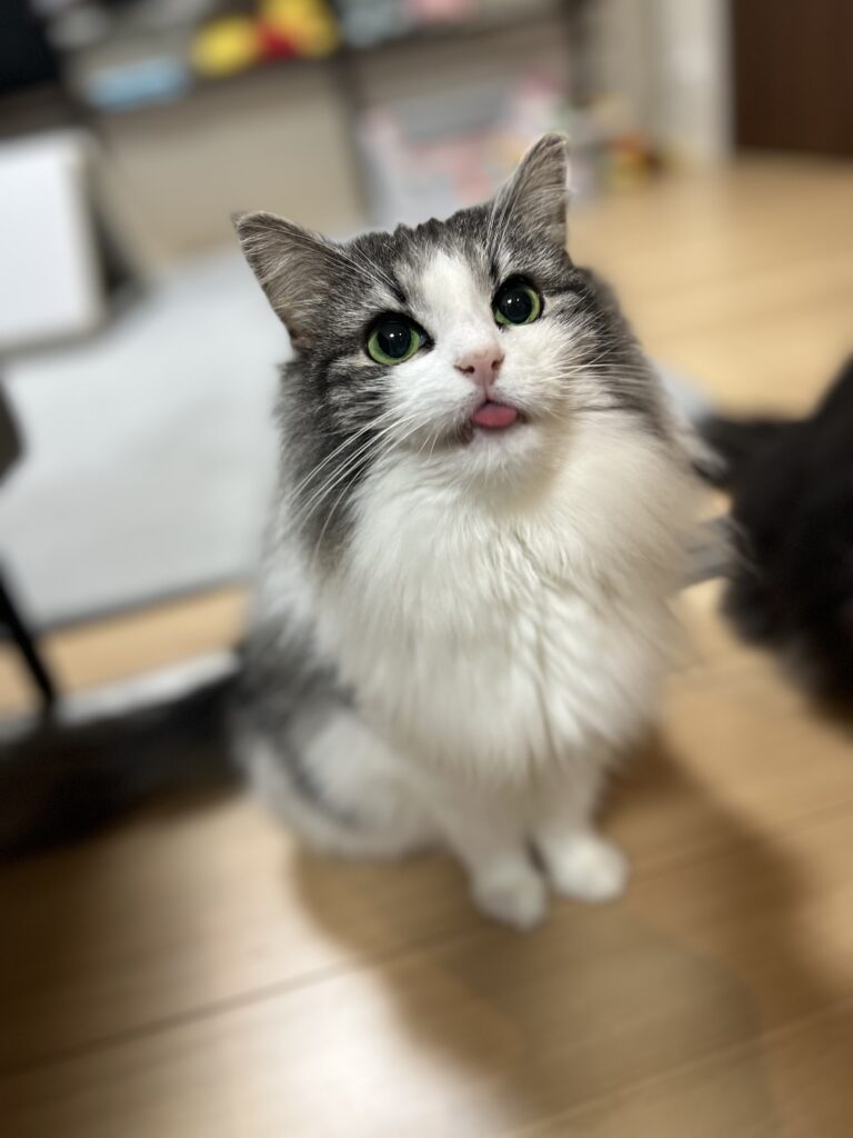 猫のシッティングの様子
