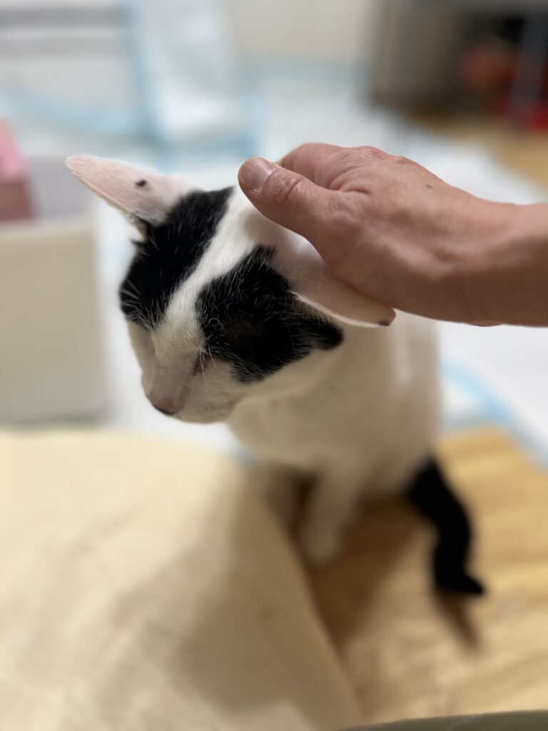 猫のペットシッター中