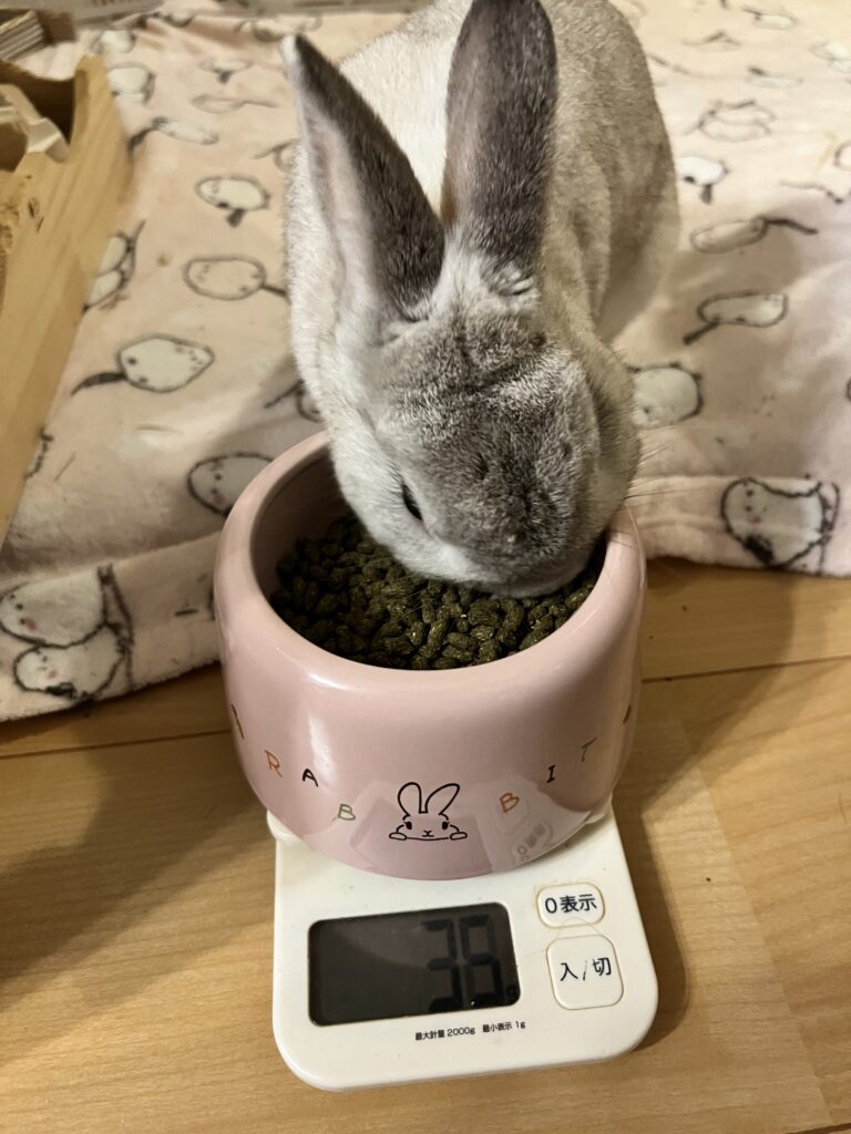 うさぎのペットシッター中