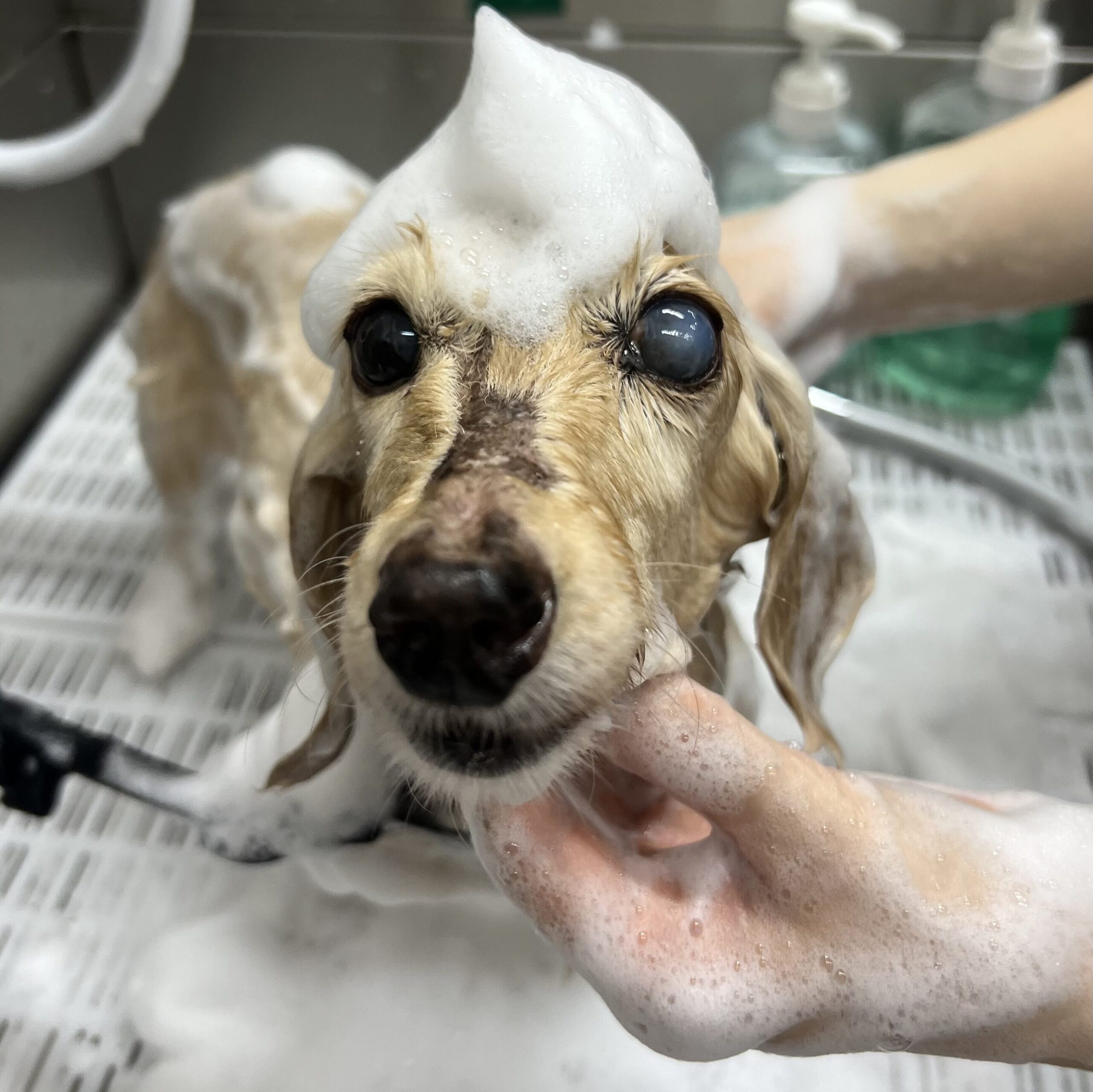トリミングサロンでシニア犬をシャンプーしている様子