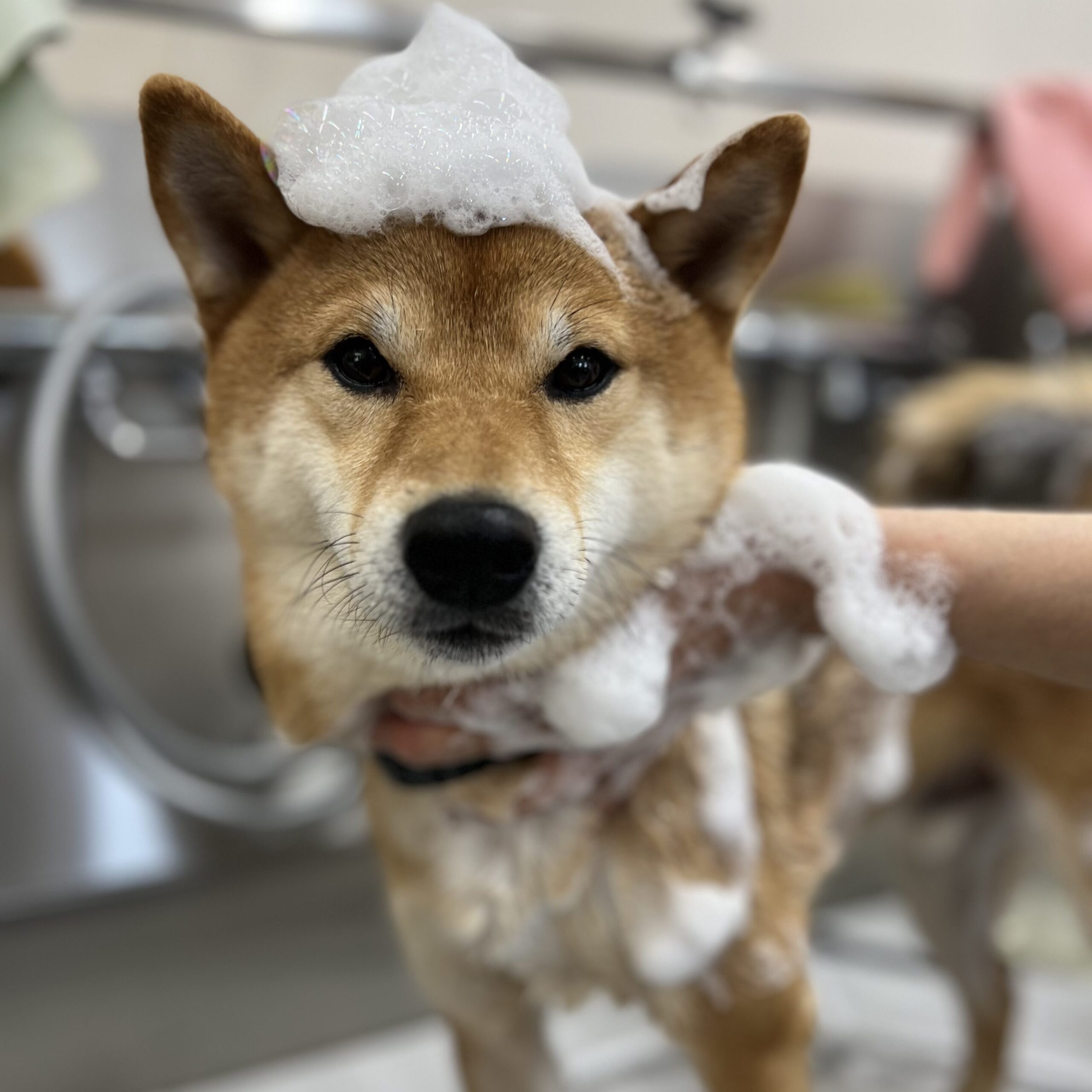 トリミングサロンで柴犬をシャンプーしている様子