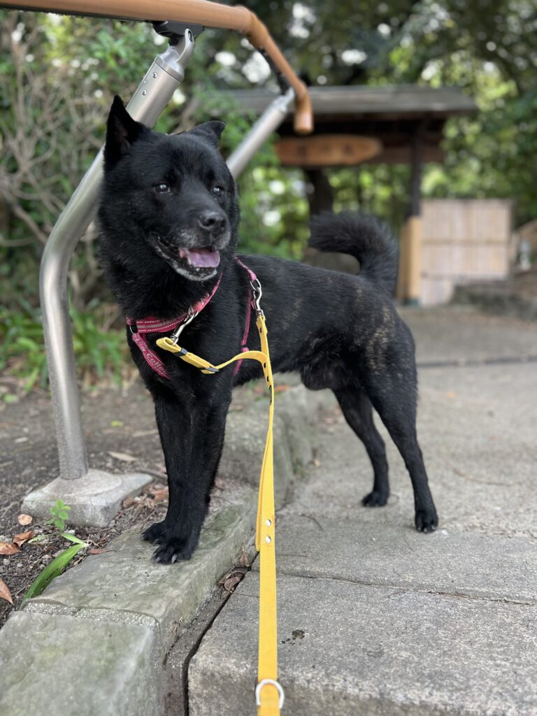 犬のペットシッター
