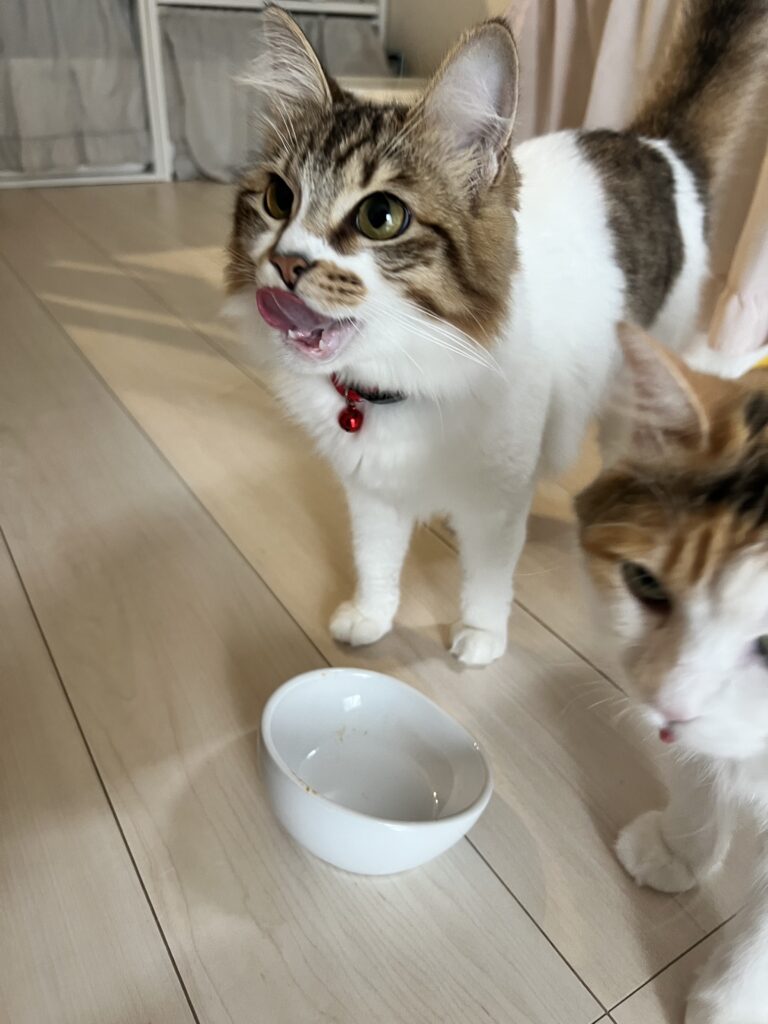 猫のペットシッターの様子