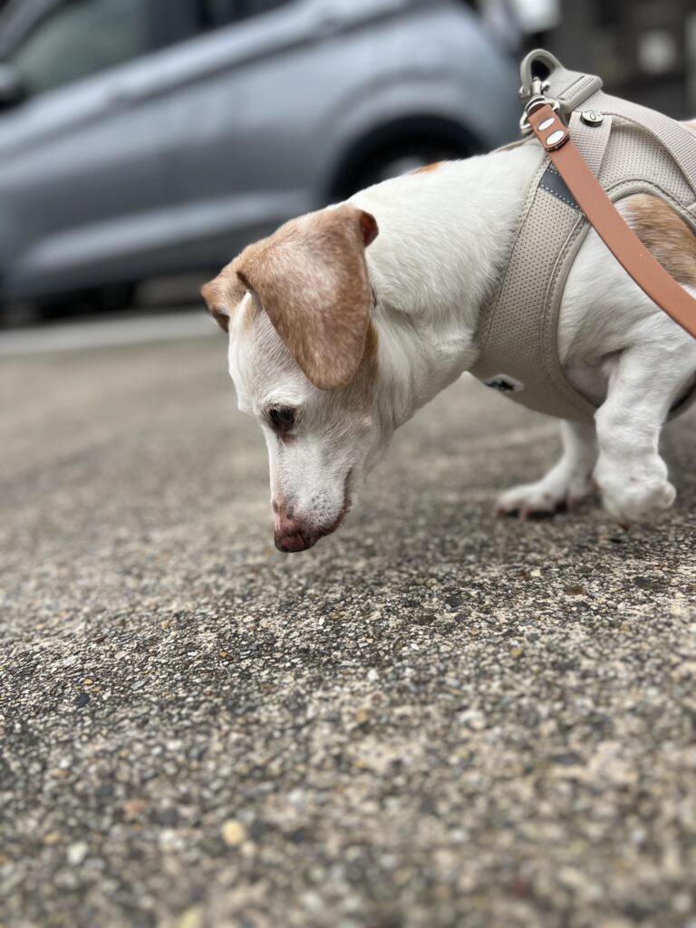 シニア犬の散歩代行の様子