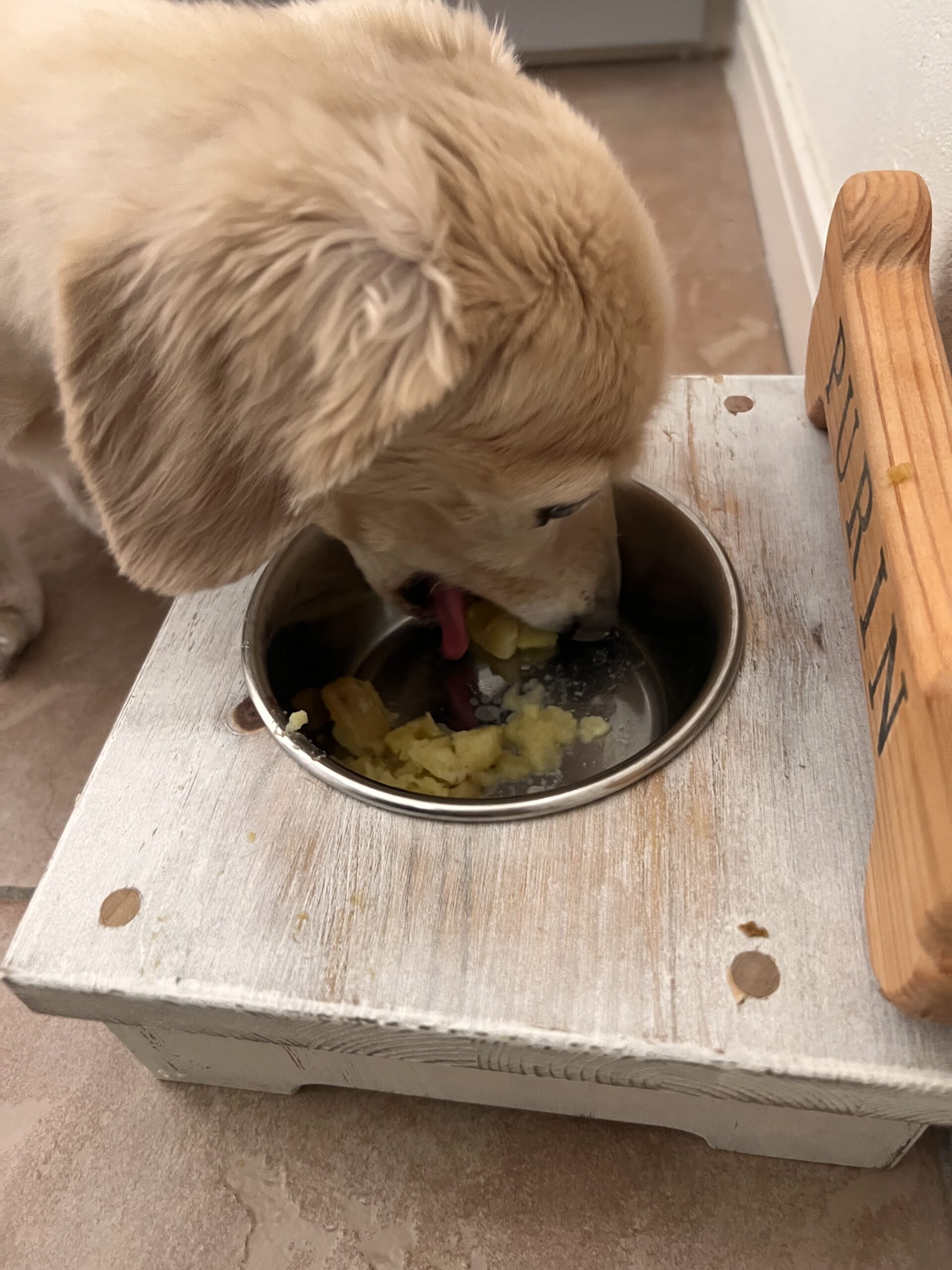 犬のシッティングの様子