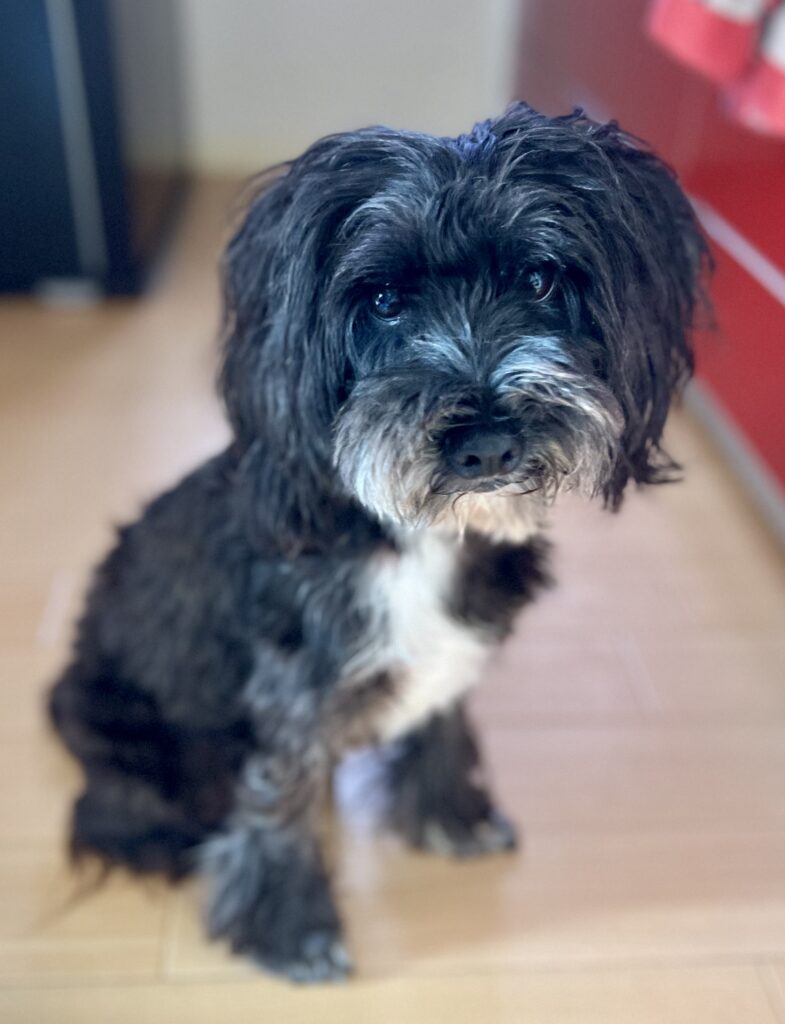 人見知りの犬のペットシッターの様子