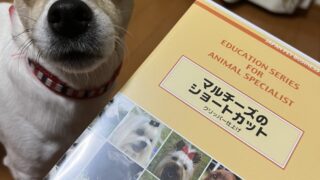 2023年最新】おすすめ通信講座『たのまな』ペット美容学 トリマー学習