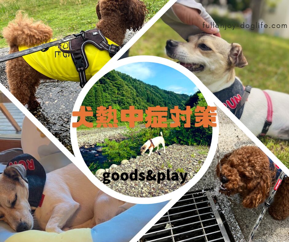 保存版】夏の犬散歩 熱中症対策&おすすめグッズ18選 おうち時間を充実させる遊びも紹介｜ジャック・ラッセル・テリアと暮らして転職&開業する人のブログ